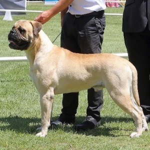NZ CH Gameguard Wicked Ways (Imp. Aust.) - Owned by R Dalglish